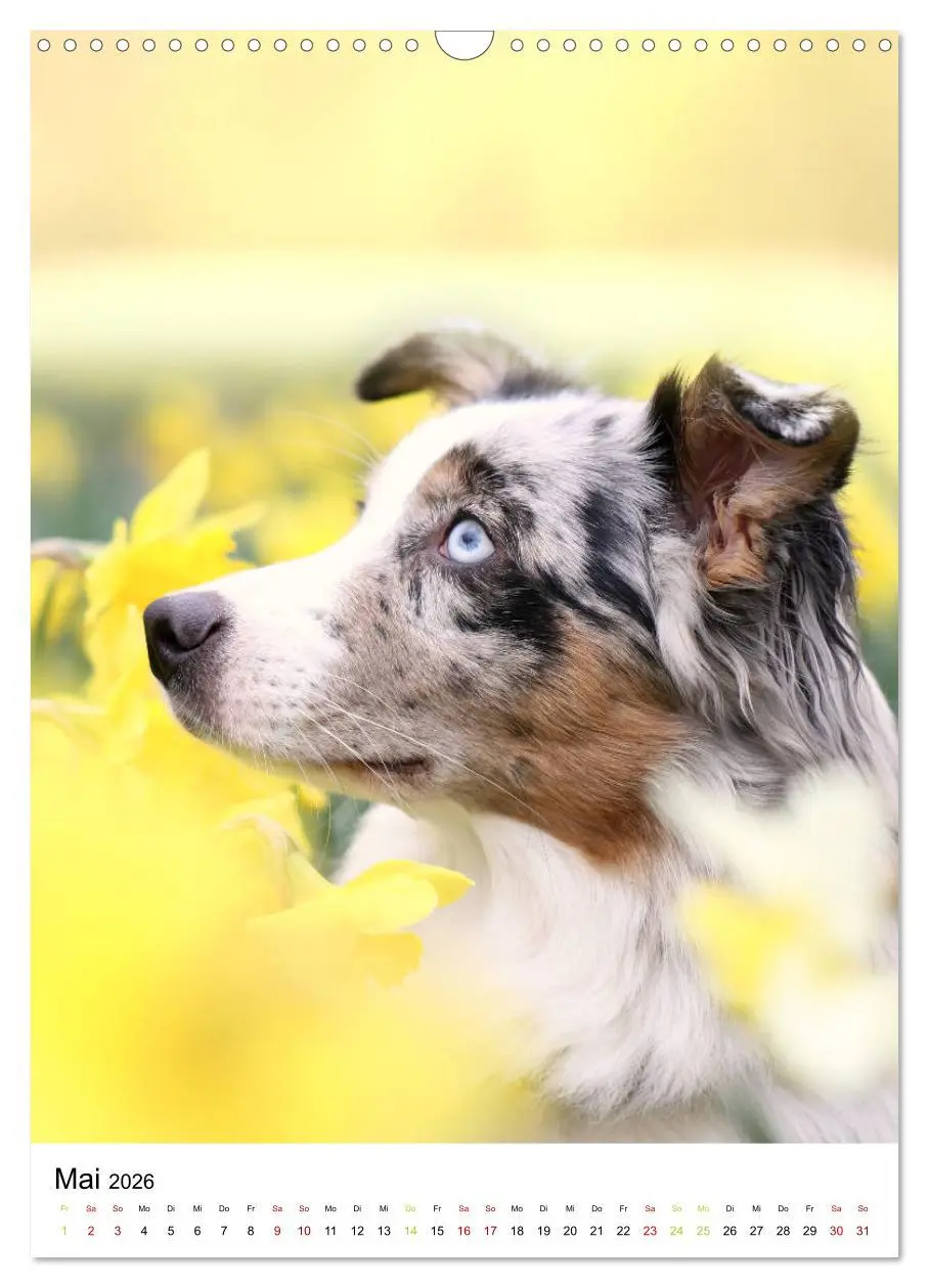 Bild: 9783516385458 | Australian Shepherd - Beste Freunde (Wandkalender 2026 DIN A3...