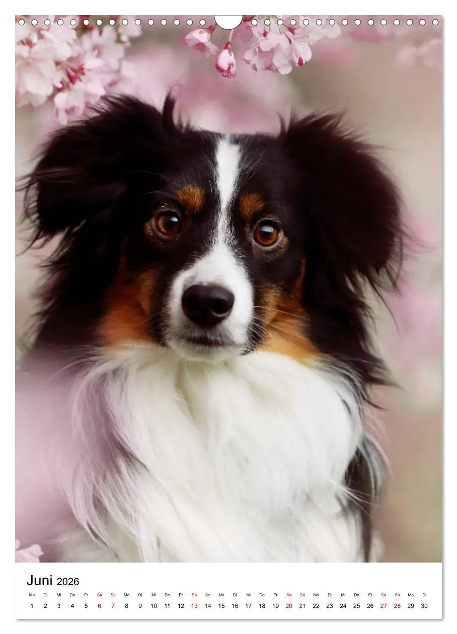 Bild: 9783516385458 | Australian Shepherd - Beste Freunde (Wandkalender 2026 DIN A3...