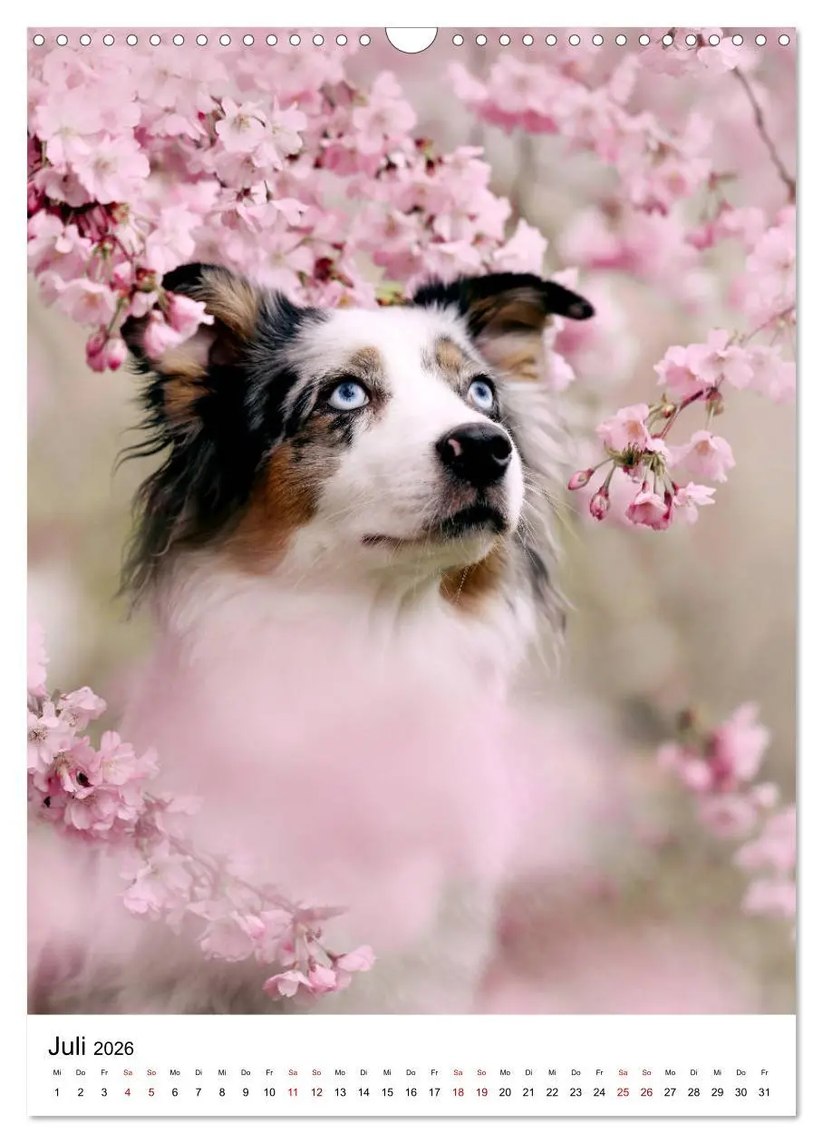 Bild: 9783516385458 | Australian Shepherd - Beste Freunde (Wandkalender 2026 DIN A3...