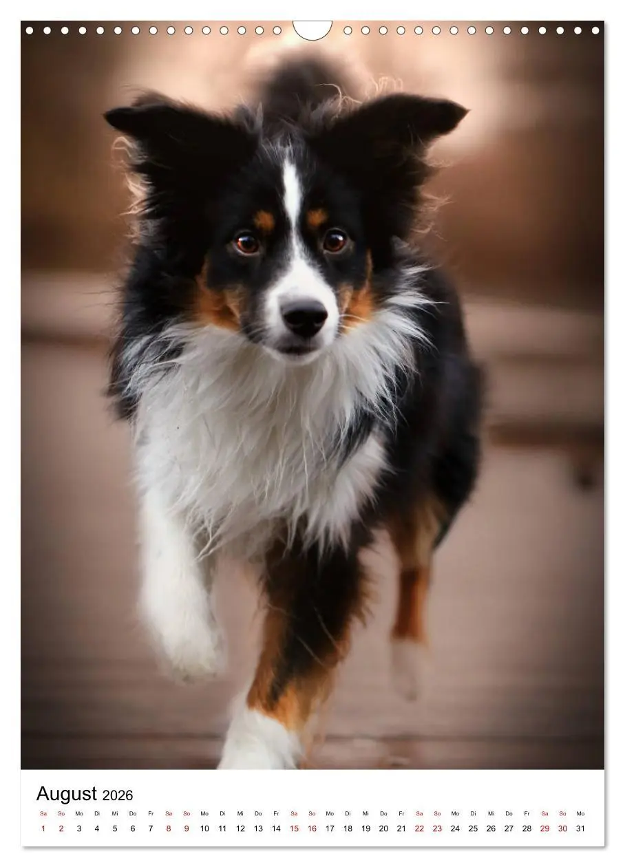 Bild: 9783516385458 | Australian Shepherd - Beste Freunde (Wandkalender 2026 DIN A3...