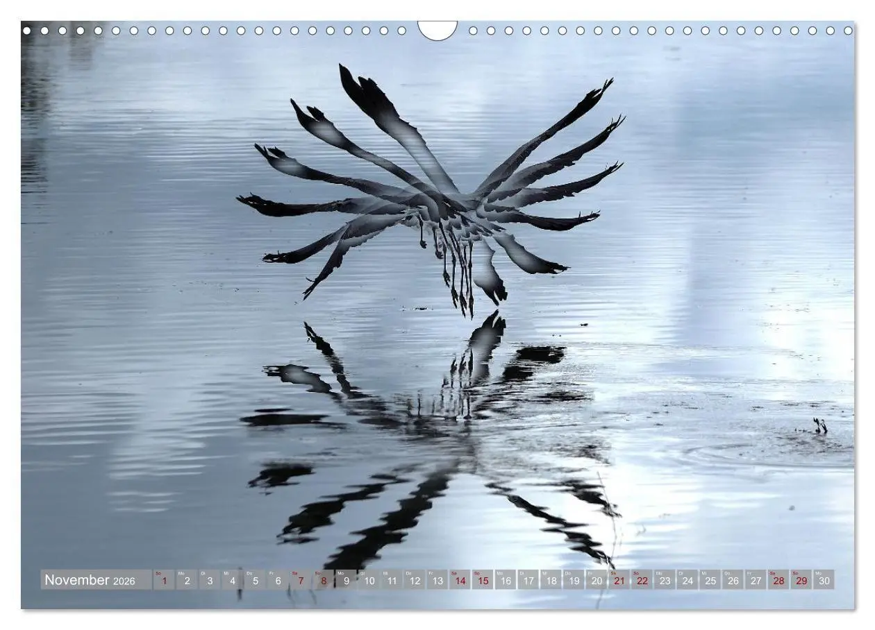 Bild: 9783516695458 | Vögel im Fluge (Wandkalender 2026 DIN A3 quer), CALVENDO...