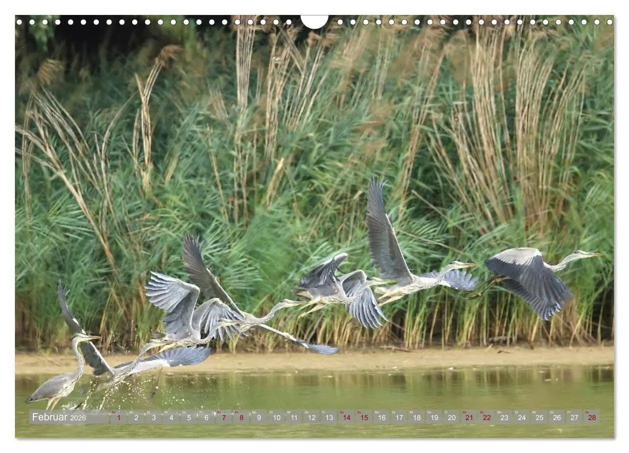 Bild: 9783516695458 | Vögel im Fluge (Wandkalender 2026 DIN A3 quer), CALVENDO...