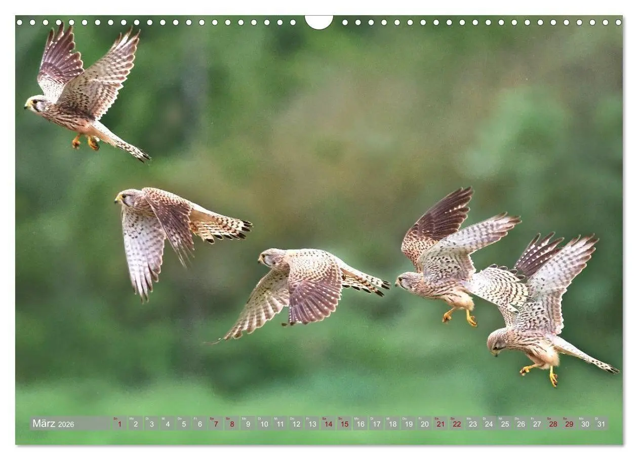 Bild: 9783516695458 | Vögel im Fluge (Wandkalender 2026 DIN A3 quer), CALVENDO...