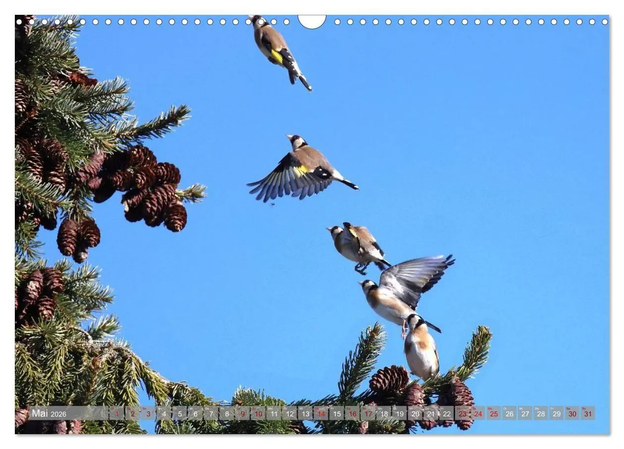 Bild: 9783516695458 | Vögel im Fluge (Wandkalender 2026 DIN A3 quer), CALVENDO...
