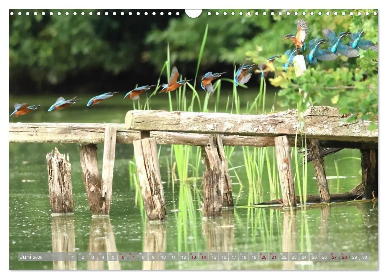 Bild: 9783516695458 | Vögel im Fluge (Wandkalender 2026 DIN A3 quer), CALVENDO...