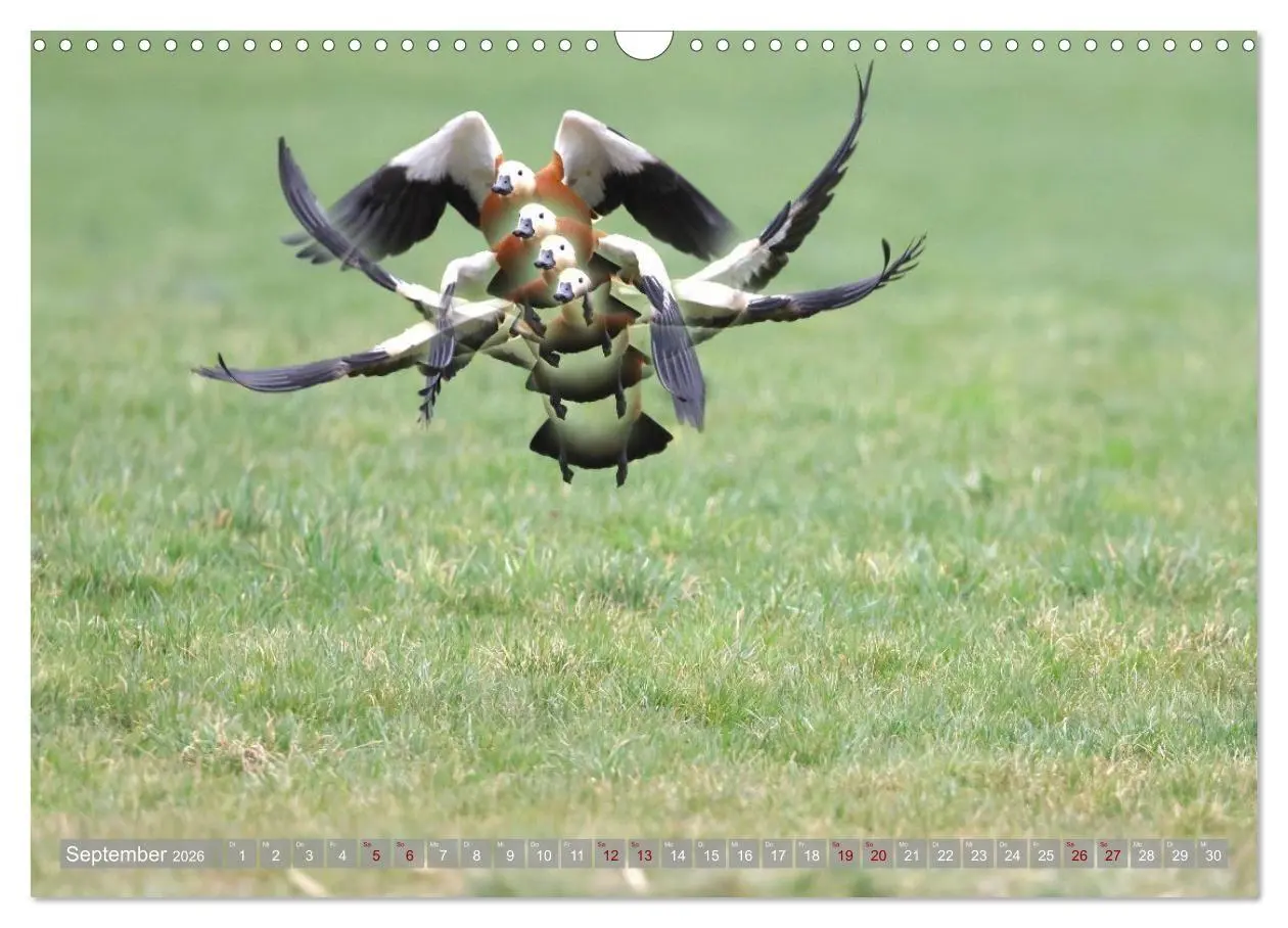 Bild: 9783516695458 | Vögel im Fluge (Wandkalender 2026 DIN A3 quer), CALVENDO...