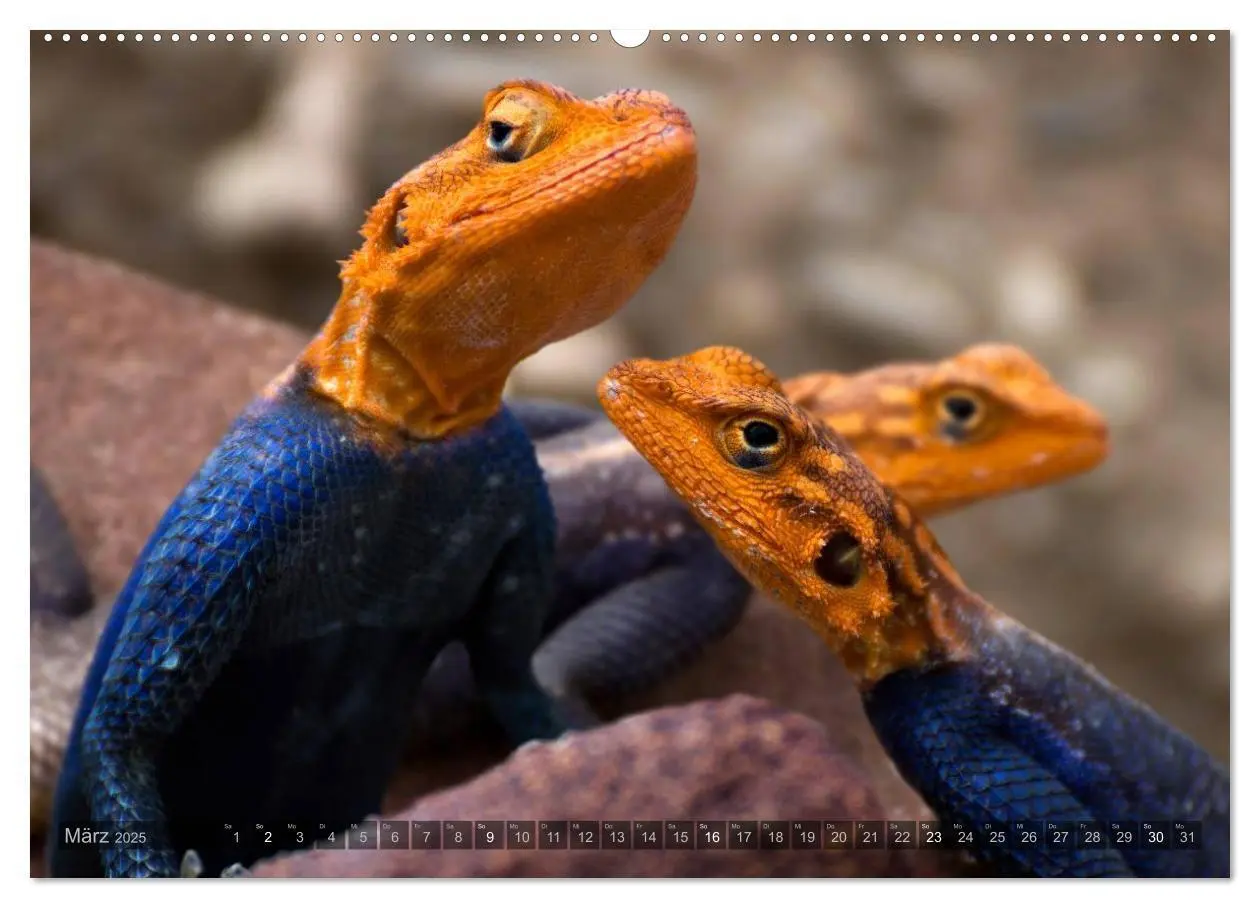 Bild: 9783435715558 | Namibia - Die Tierwelt (Wandkalender 2025 DIN A2 quer), CALVENDO...