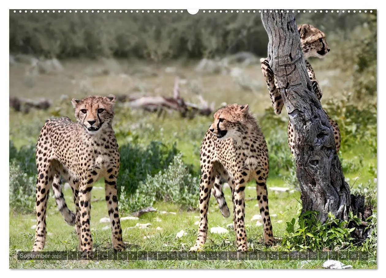 Bild: 9783435715558 | Namibia - Die Tierwelt (Wandkalender 2025 DIN A2 quer), CALVENDO...
