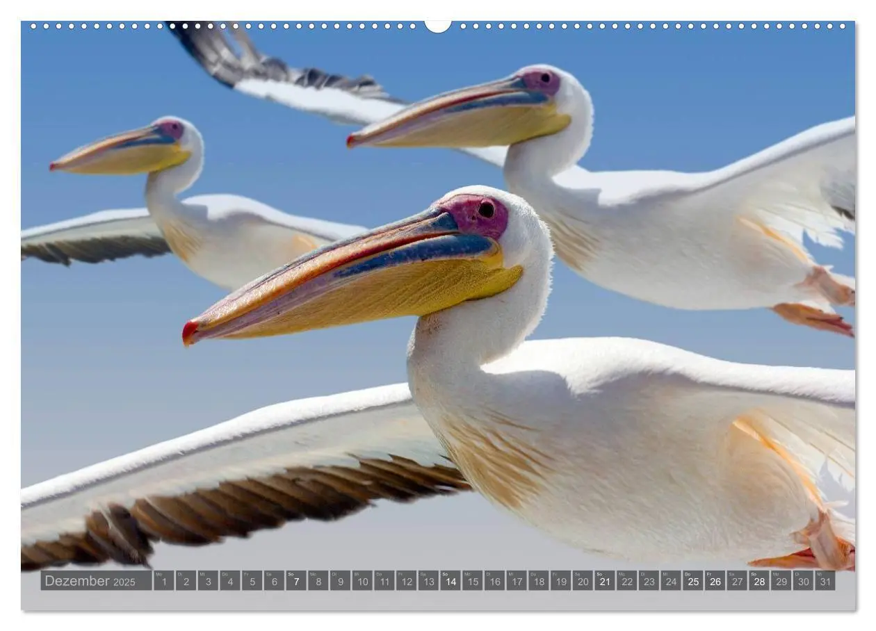 Bild: 9783435715558 | Namibia - Die Tierwelt (Wandkalender 2025 DIN A2 quer), CALVENDO...