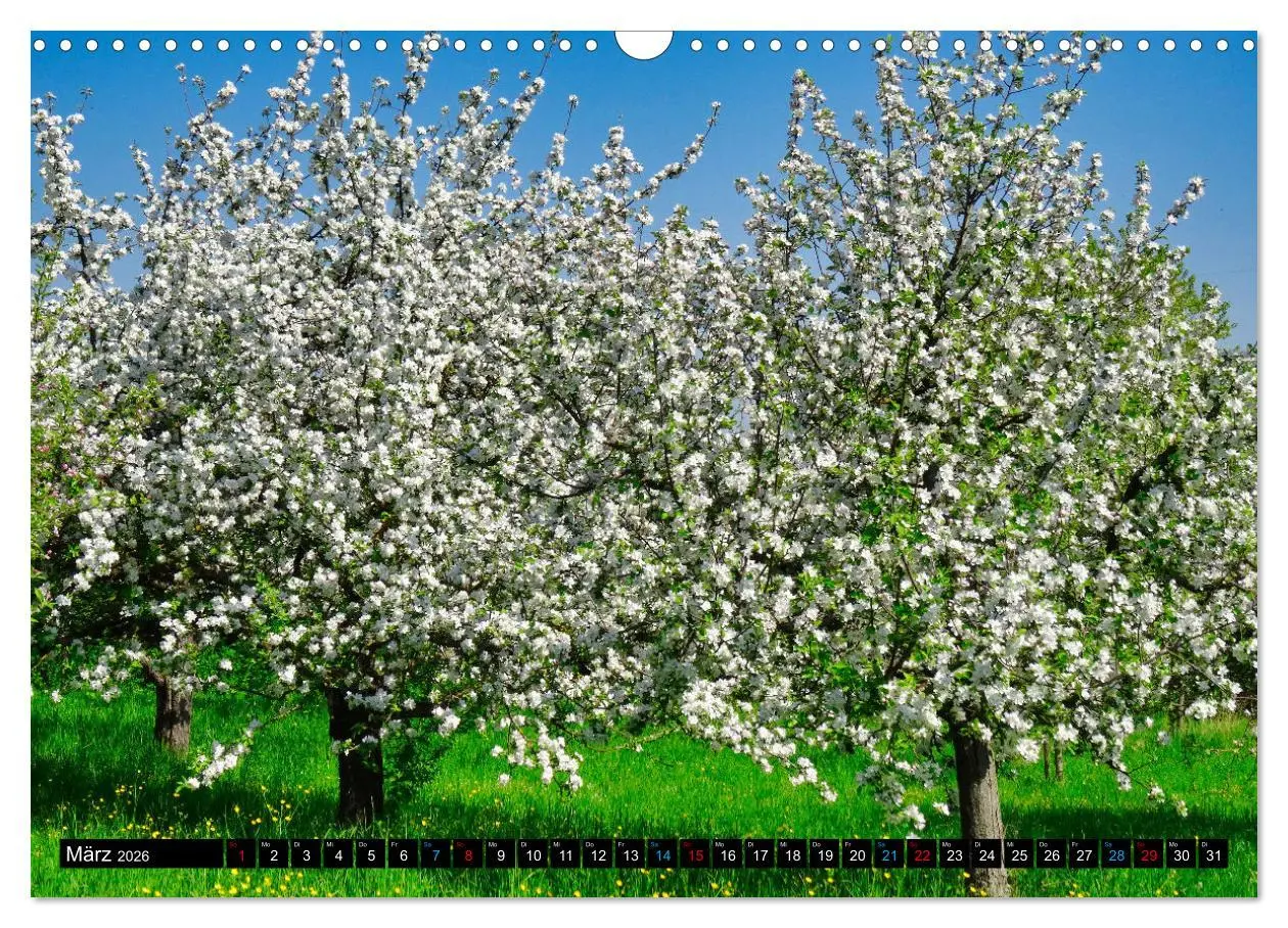 Bild: 9783457595558 | Weinstadt Strümpfelbach (Wandkalender 2026 DIN A3 quer), CALVENDO...