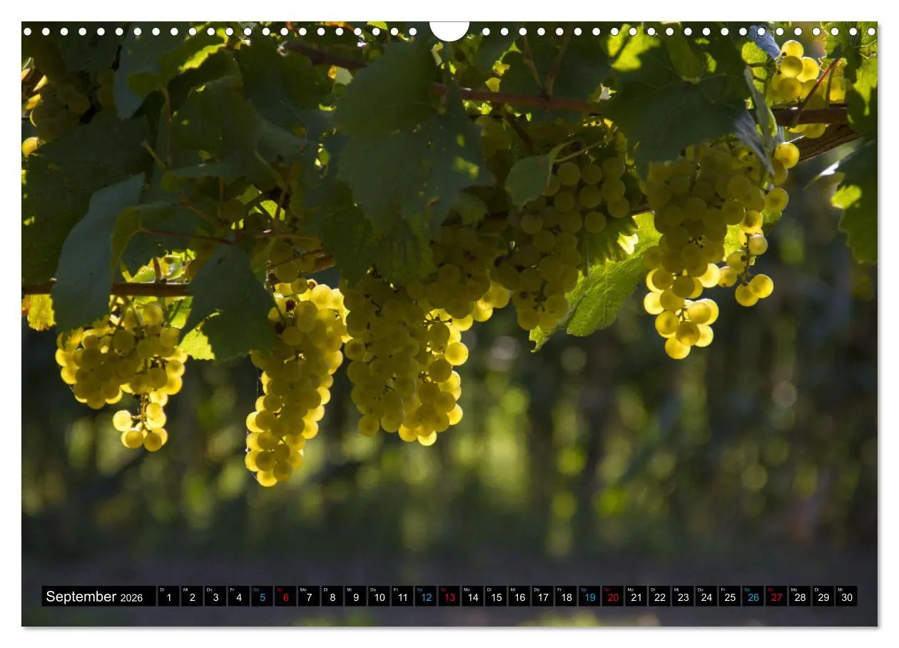 Bild: 9783457595558 | Weinstadt Strümpfelbach (Wandkalender 2026 DIN A3 quer), CALVENDO...