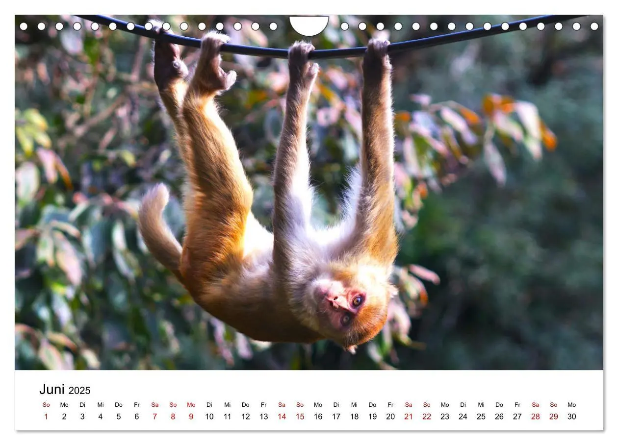 Bild: 9783383915758 | Lustige Affen - hinreißende Schnappschüsse (Wandkalender 2025 DIN...