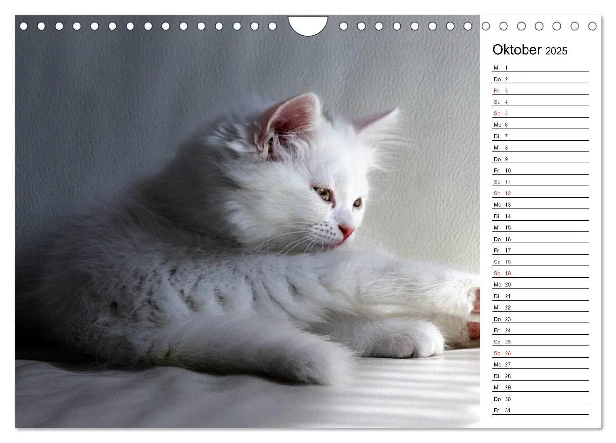 Bild: 9783435555758 | Aus der Kinderstube der Perserkatze (Wandkalender 2025 DIN A4...