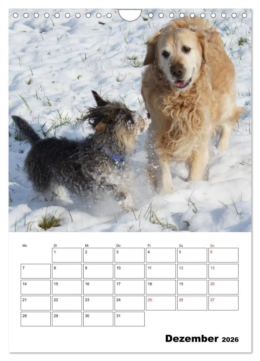 Bild: 9783516425758 | Liebenswerte Zwergrauhaardackel (Wandkalender 2026 DIN A4 hoch),...