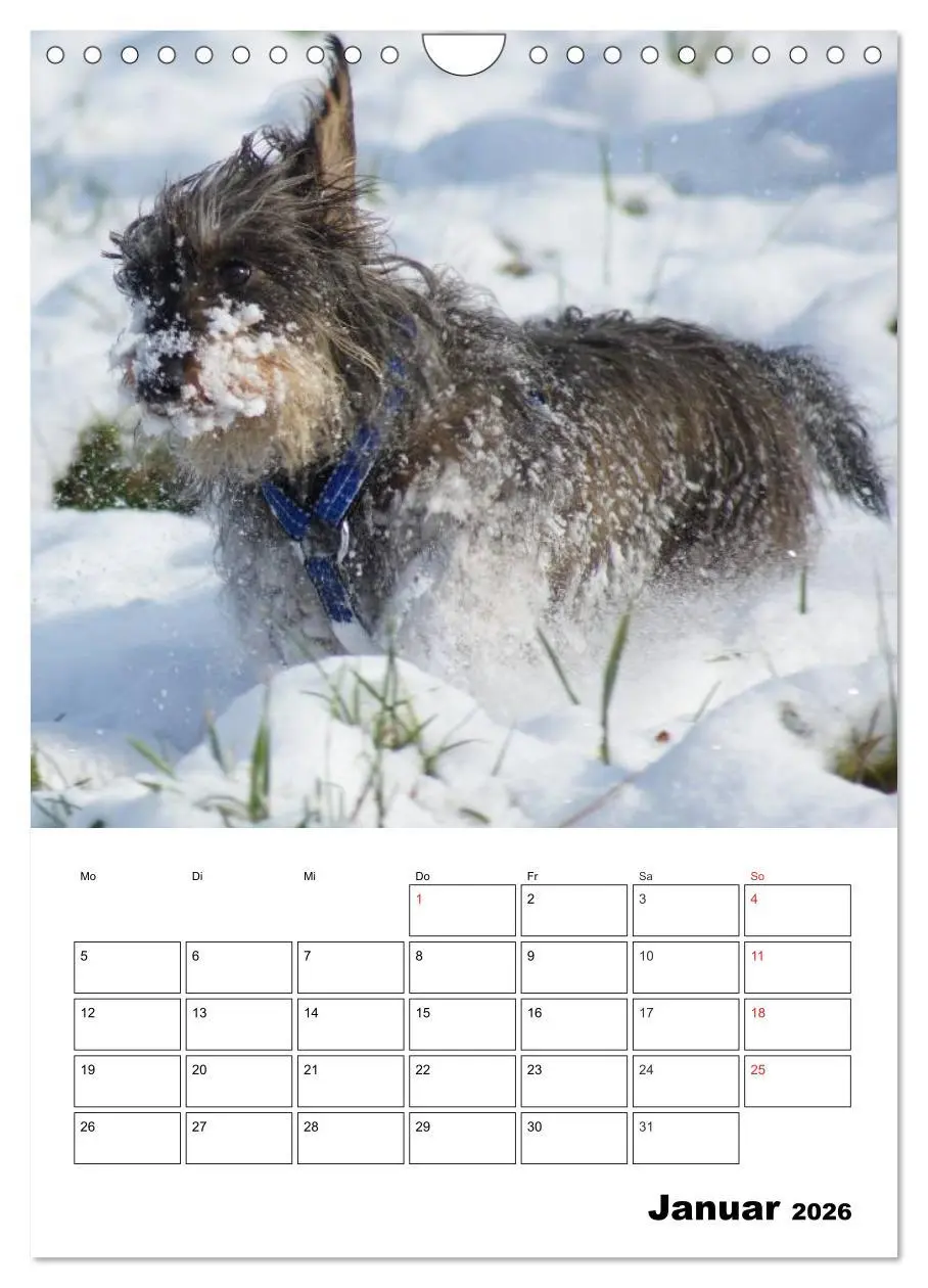 Bild: 9783516425758 | Liebenswerte Zwergrauhaardackel (Wandkalender 2026 DIN A4 hoch),...