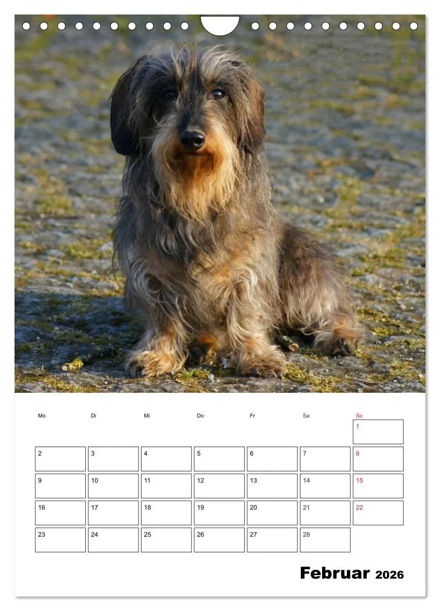 Bild: 9783516425758 | Liebenswerte Zwergrauhaardackel (Wandkalender 2026 DIN A4 hoch),...