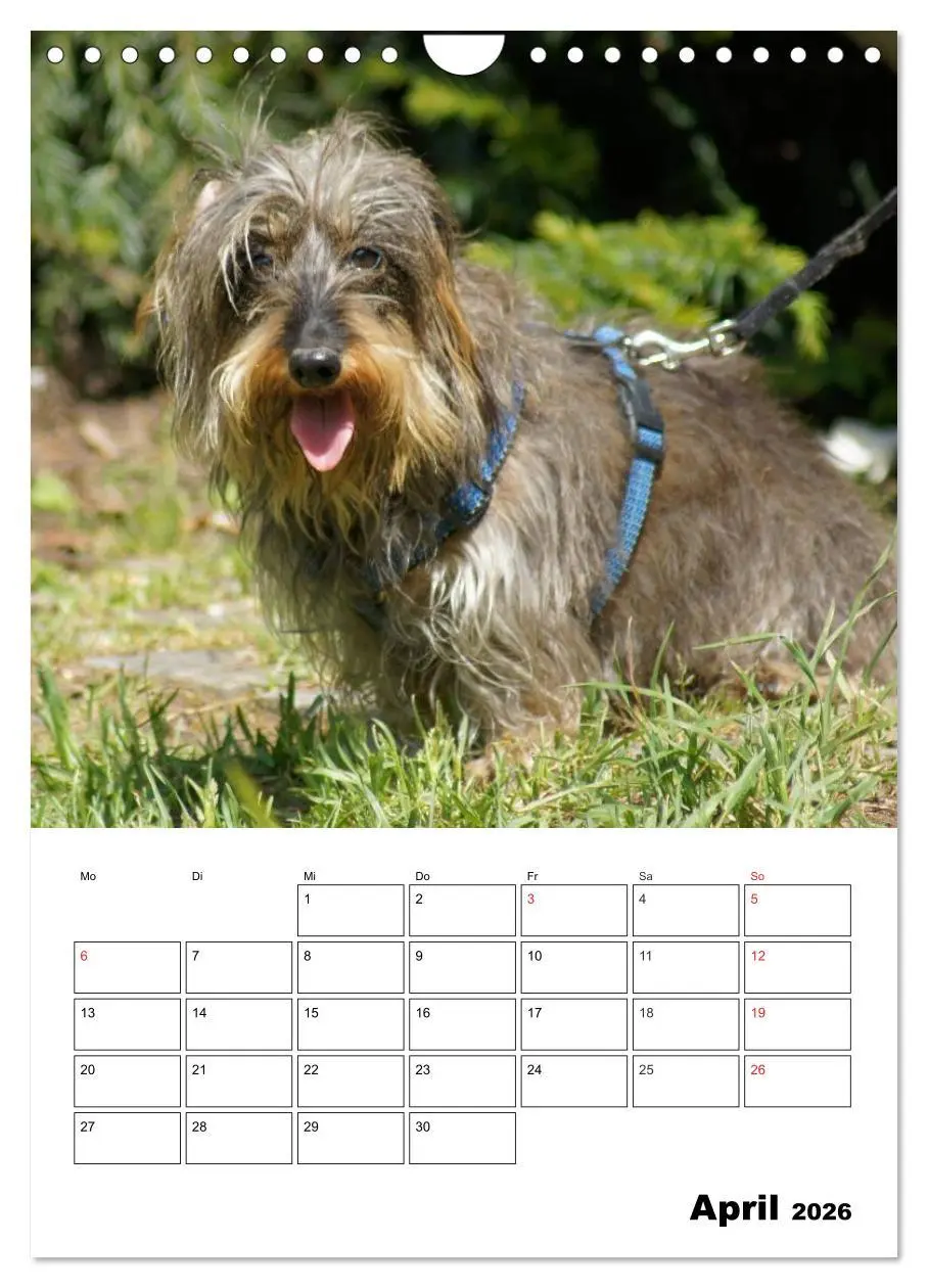 Bild: 9783516425758 | Liebenswerte Zwergrauhaardackel (Wandkalender 2026 DIN A4 hoch),...