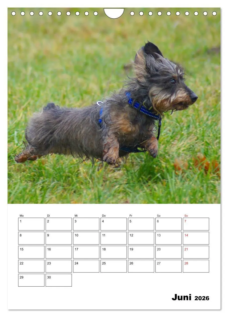 Bild: 9783516425758 | Liebenswerte Zwergrauhaardackel (Wandkalender 2026 DIN A4 hoch),...