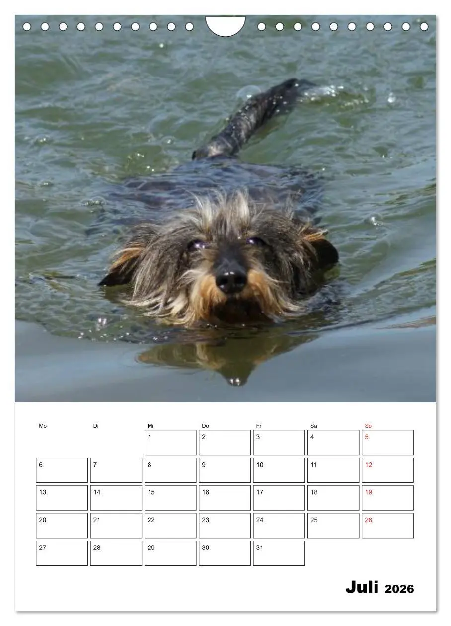 Bild: 9783516425758 | Liebenswerte Zwergrauhaardackel (Wandkalender 2026 DIN A4 hoch),...