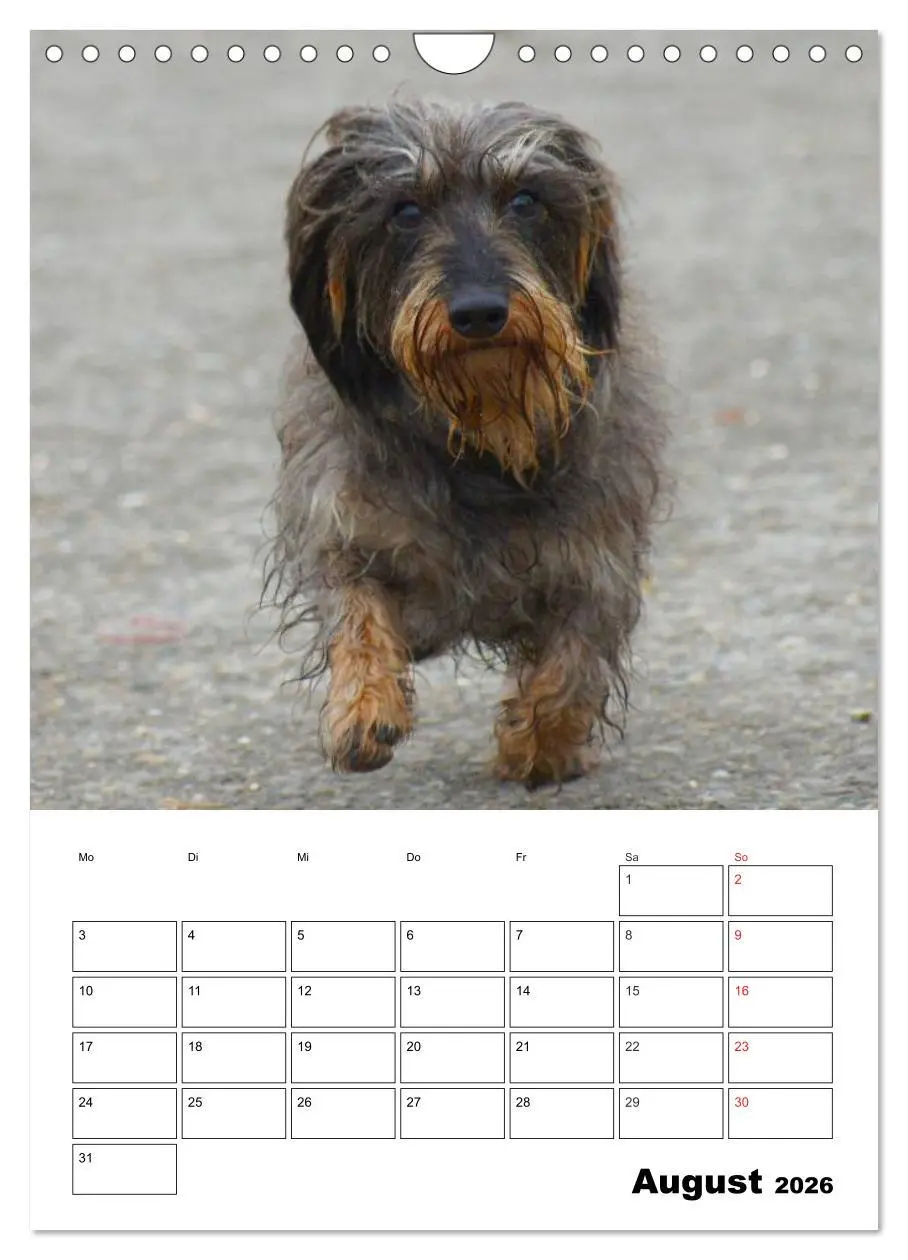 Bild: 9783516425758 | Liebenswerte Zwergrauhaardackel (Wandkalender 2026 DIN A4 hoch),...