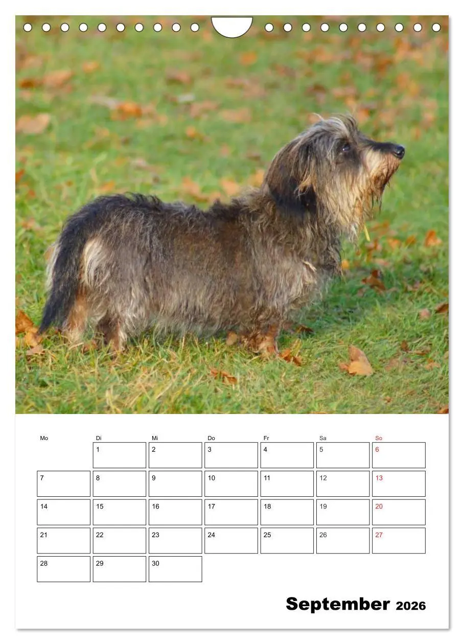 Bild: 9783516425758 | Liebenswerte Zwergrauhaardackel (Wandkalender 2026 DIN A4 hoch),...