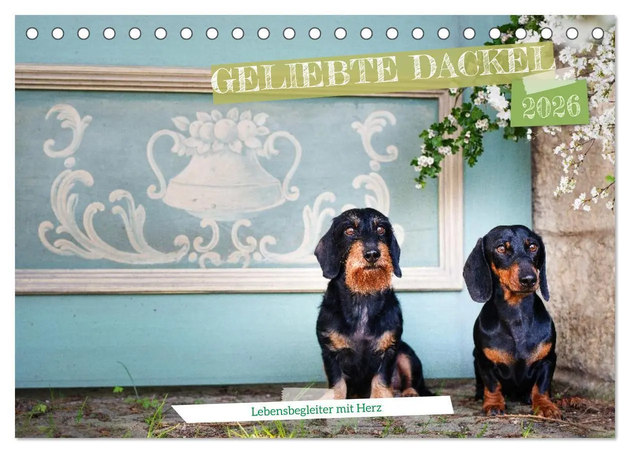 Cover: 9783516665758 | Geliebte Dackel (Tischkalender 2026 DIN A5 quer), CALVENDO...