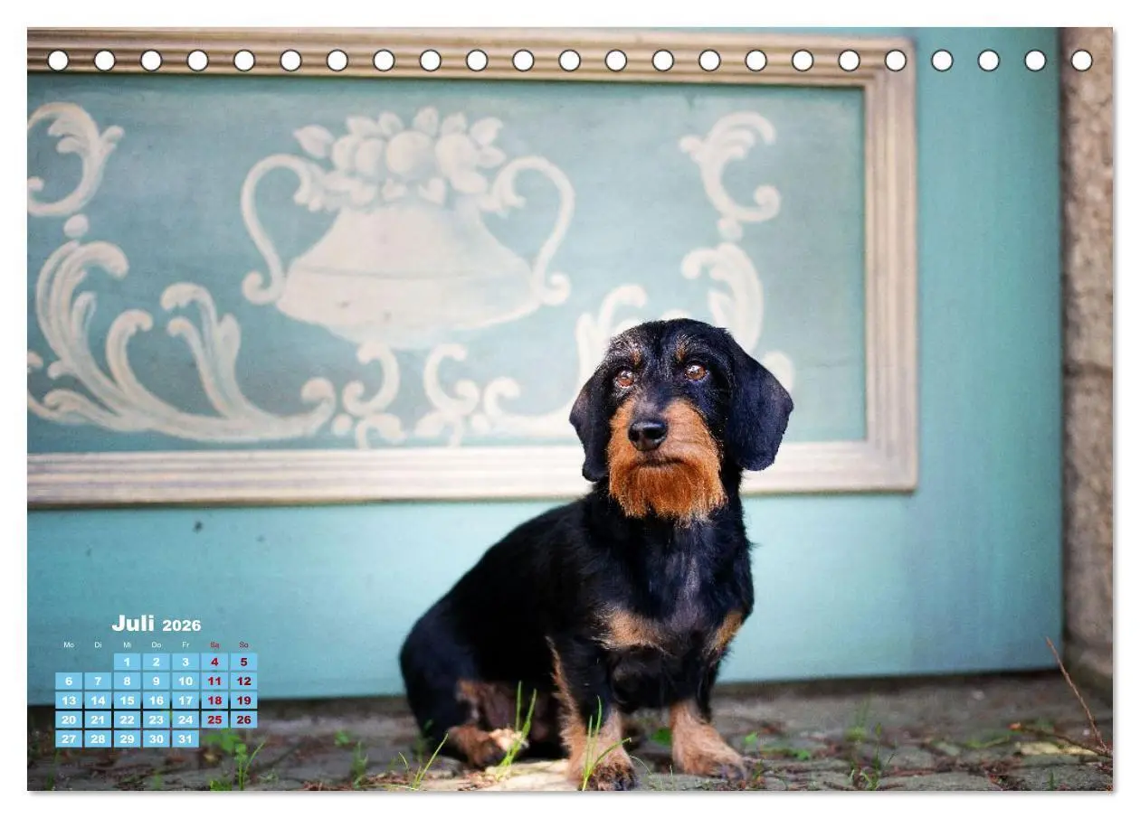 Bild: 9783516665758 | Geliebte Dackel (Tischkalender 2026 DIN A5 quer), CALVENDO...