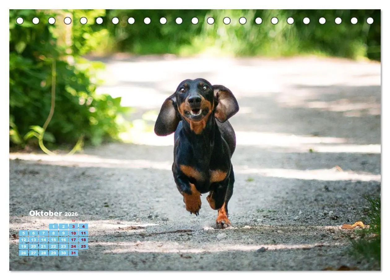 Bild: 9783516665758 | Geliebte Dackel (Tischkalender 2026 DIN A5 quer), CALVENDO...