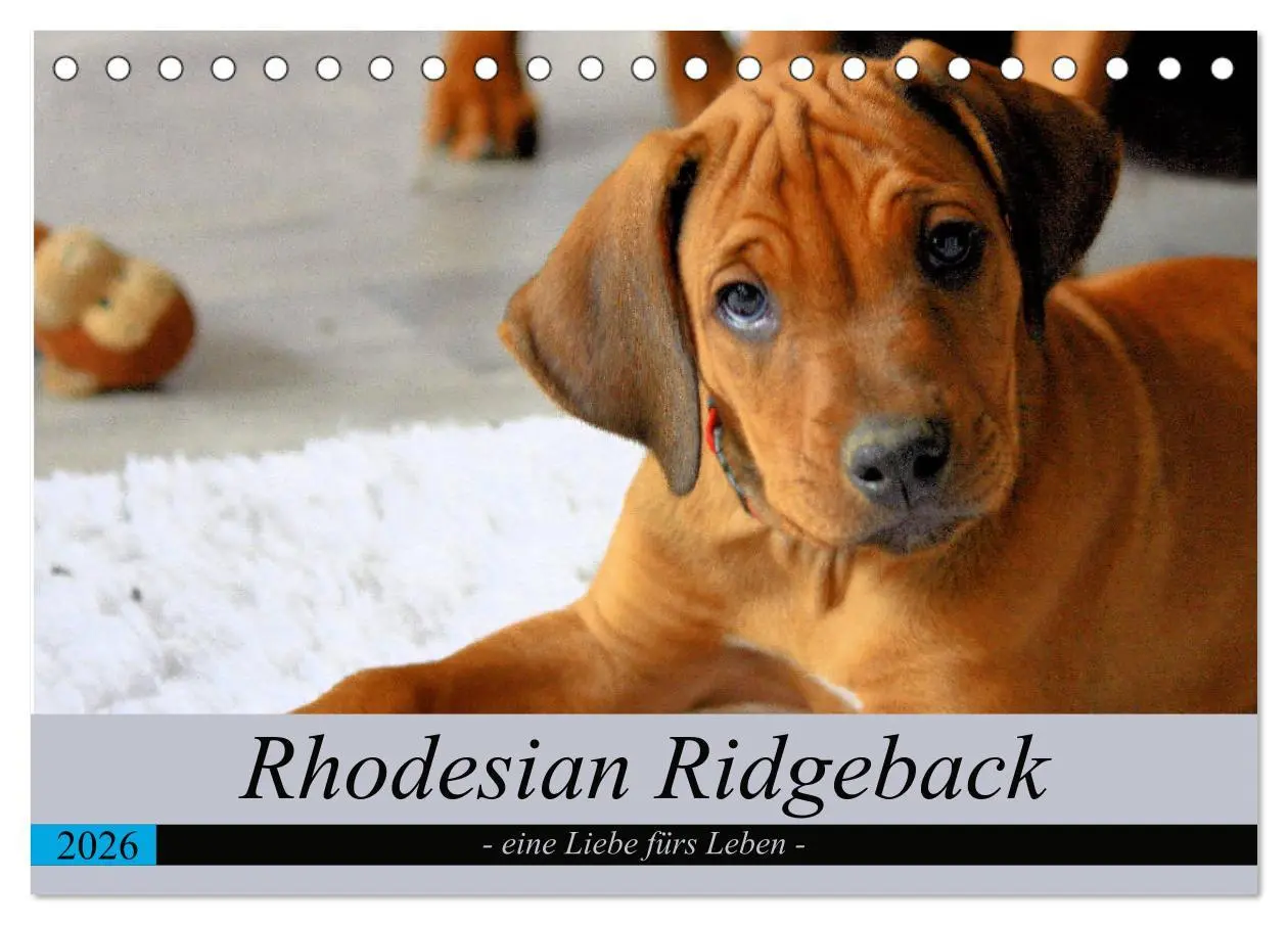 Cover: 9783457756058 | Rhodesian Ridgeback - eine Liebe fürs Leben (Tischkalender 2026 DIN...