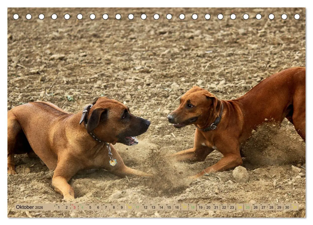 Bild: 9783457756058 | Rhodesian Ridgeback - eine Liebe fürs Leben (Tischkalender 2026 DIN...