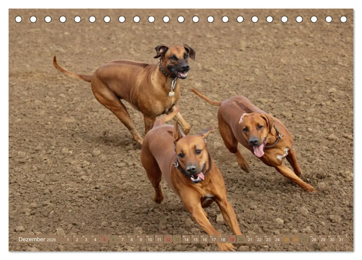 Bild: 9783457756058 | Rhodesian Ridgeback - eine Liebe fürs Leben (Tischkalender 2026 DIN...