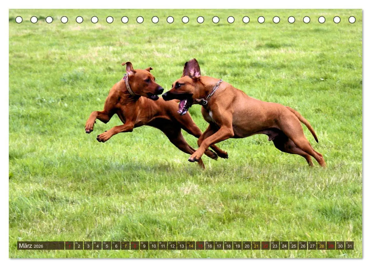 Bild: 9783457756058 | Rhodesian Ridgeback - eine Liebe fürs Leben (Tischkalender 2026 DIN...
