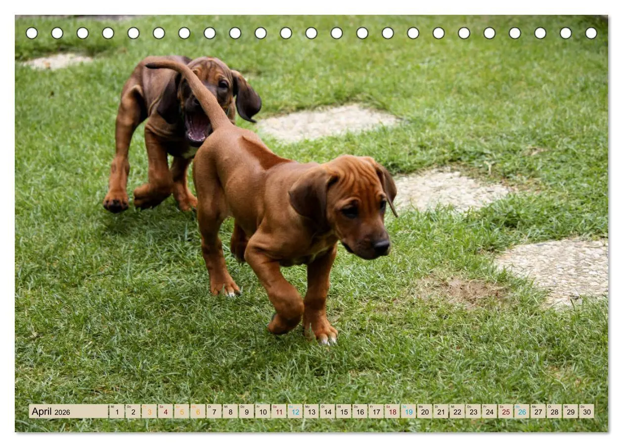 Bild: 9783457756058 | Rhodesian Ridgeback - eine Liebe fürs Leben (Tischkalender 2026 DIN...