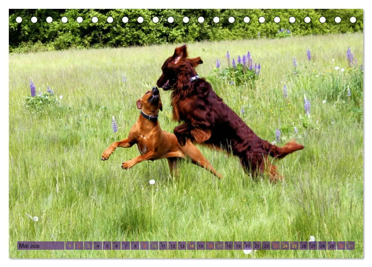 Bild: 9783457756058 | Rhodesian Ridgeback - eine Liebe fürs Leben (Tischkalender 2026 DIN...