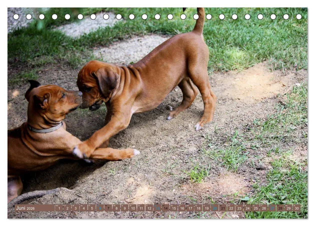 Bild: 9783457756058 | Rhodesian Ridgeback - eine Liebe fürs Leben (Tischkalender 2026 DIN...