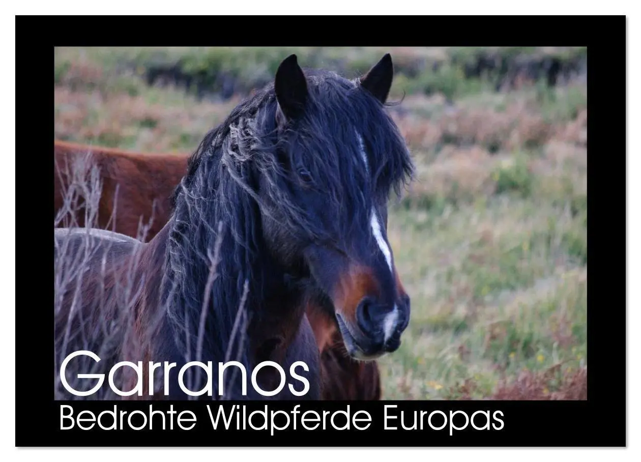 Cover: 9783516086058 | Garranos - Bedrohte Wildpferde Europas (Wandkalender 2026 DIN A2...