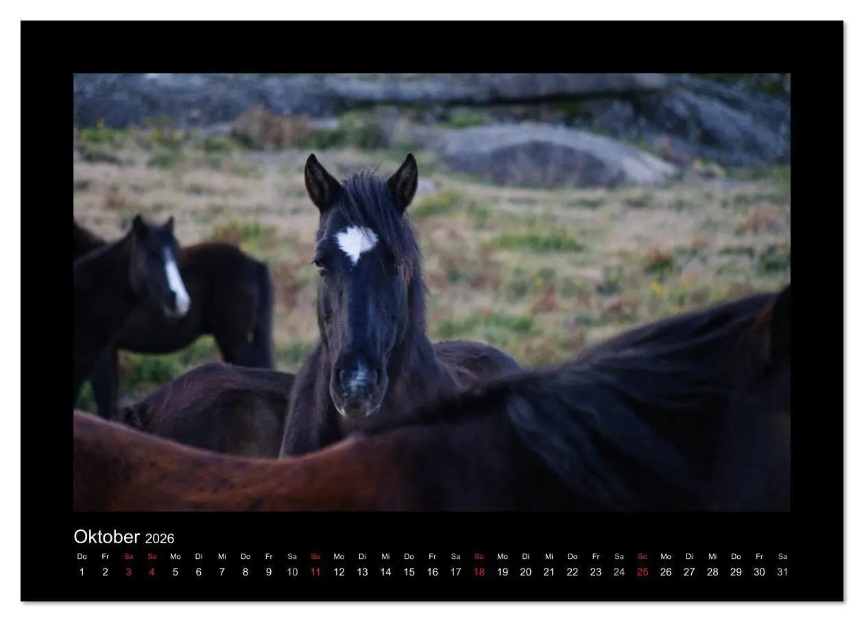 Bild: 9783516086058 | Garranos - Bedrohte Wildpferde Europas (Wandkalender 2026 DIN A2...