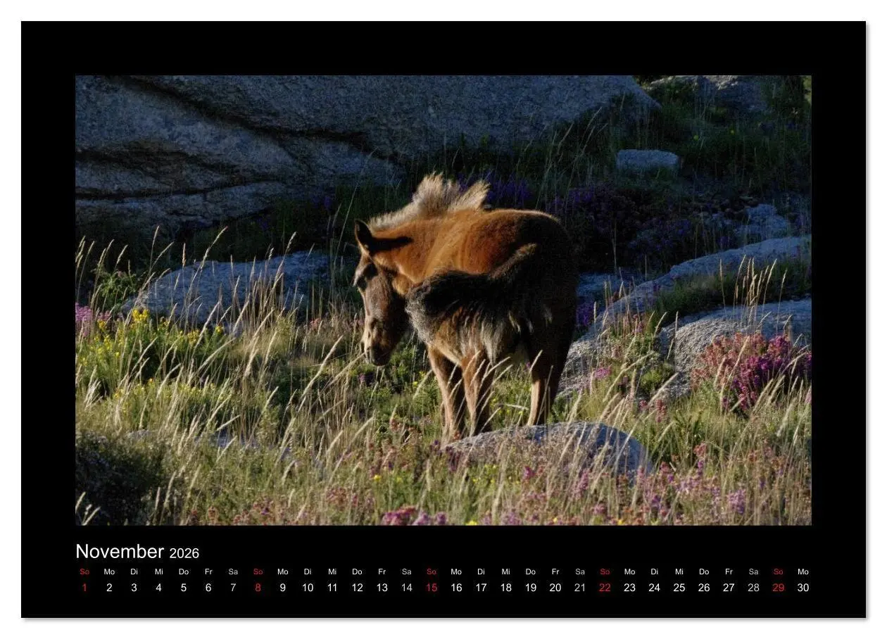 Bild: 9783516086058 | Garranos - Bedrohte Wildpferde Europas (Wandkalender 2026 DIN A2...