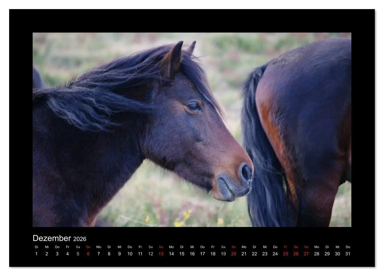 Bild: 9783516086058 | Garranos - Bedrohte Wildpferde Europas (Wandkalender 2026 DIN A2...
