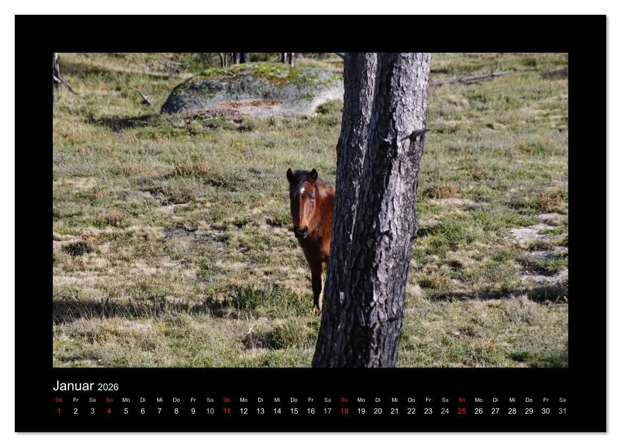 Bild: 9783516086058 | Garranos - Bedrohte Wildpferde Europas (Wandkalender 2026 DIN A2...