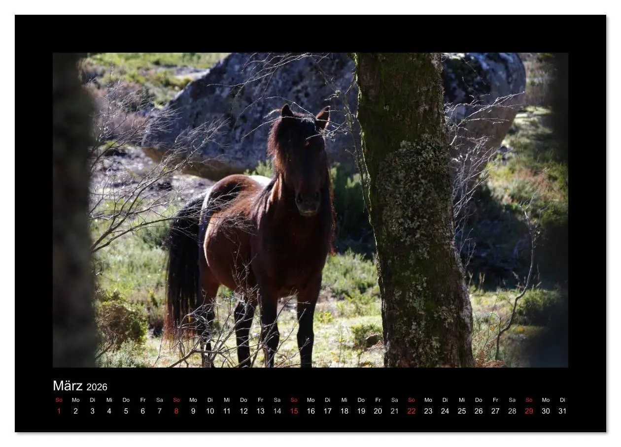 Bild: 9783516086058 | Garranos - Bedrohte Wildpferde Europas (Wandkalender 2026 DIN A2...