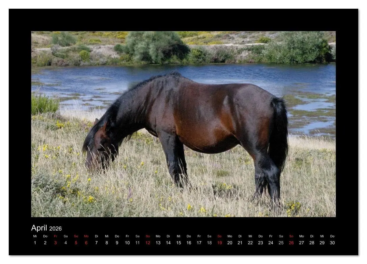 Bild: 9783516086058 | Garranos - Bedrohte Wildpferde Europas (Wandkalender 2026 DIN A2...