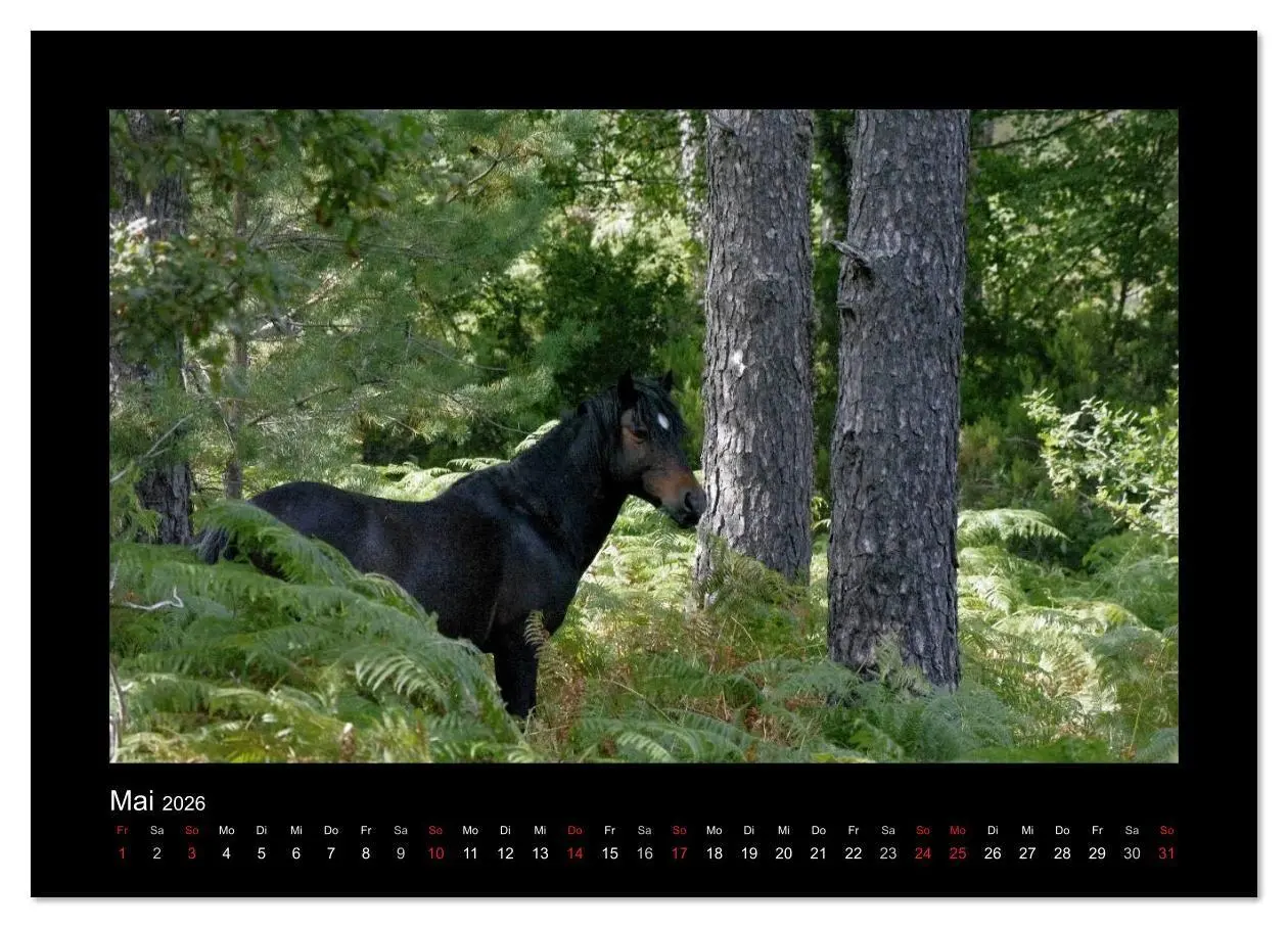 Bild: 9783516086058 | Garranos - Bedrohte Wildpferde Europas (Wandkalender 2026 DIN A2...