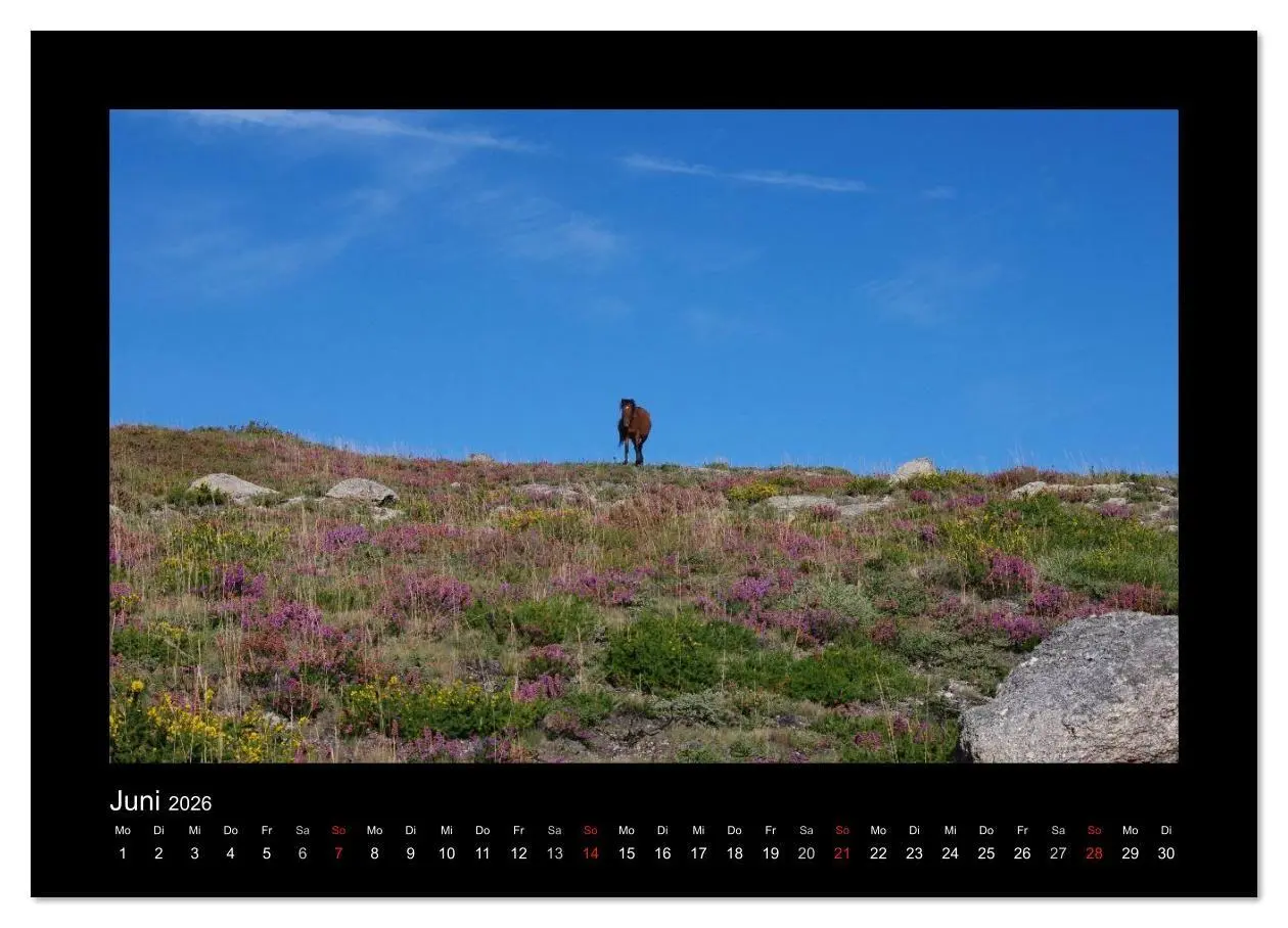 Bild: 9783516086058 | Garranos - Bedrohte Wildpferde Europas (Wandkalender 2026 DIN A2...