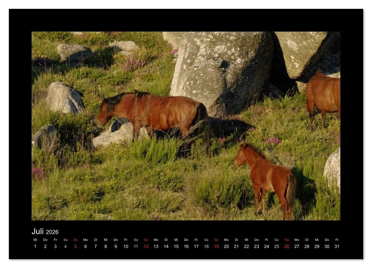 Bild: 9783516086058 | Garranos - Bedrohte Wildpferde Europas (Wandkalender 2026 DIN A2...