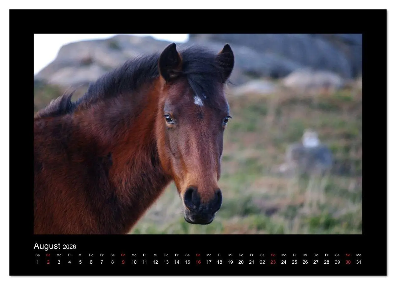 Bild: 9783516086058 | Garranos - Bedrohte Wildpferde Europas (Wandkalender 2026 DIN A2...