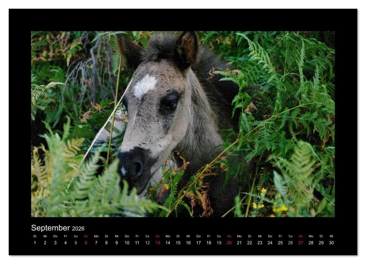Bild: 9783516086058 | Garranos - Bedrohte Wildpferde Europas (Wandkalender 2026 DIN A2...