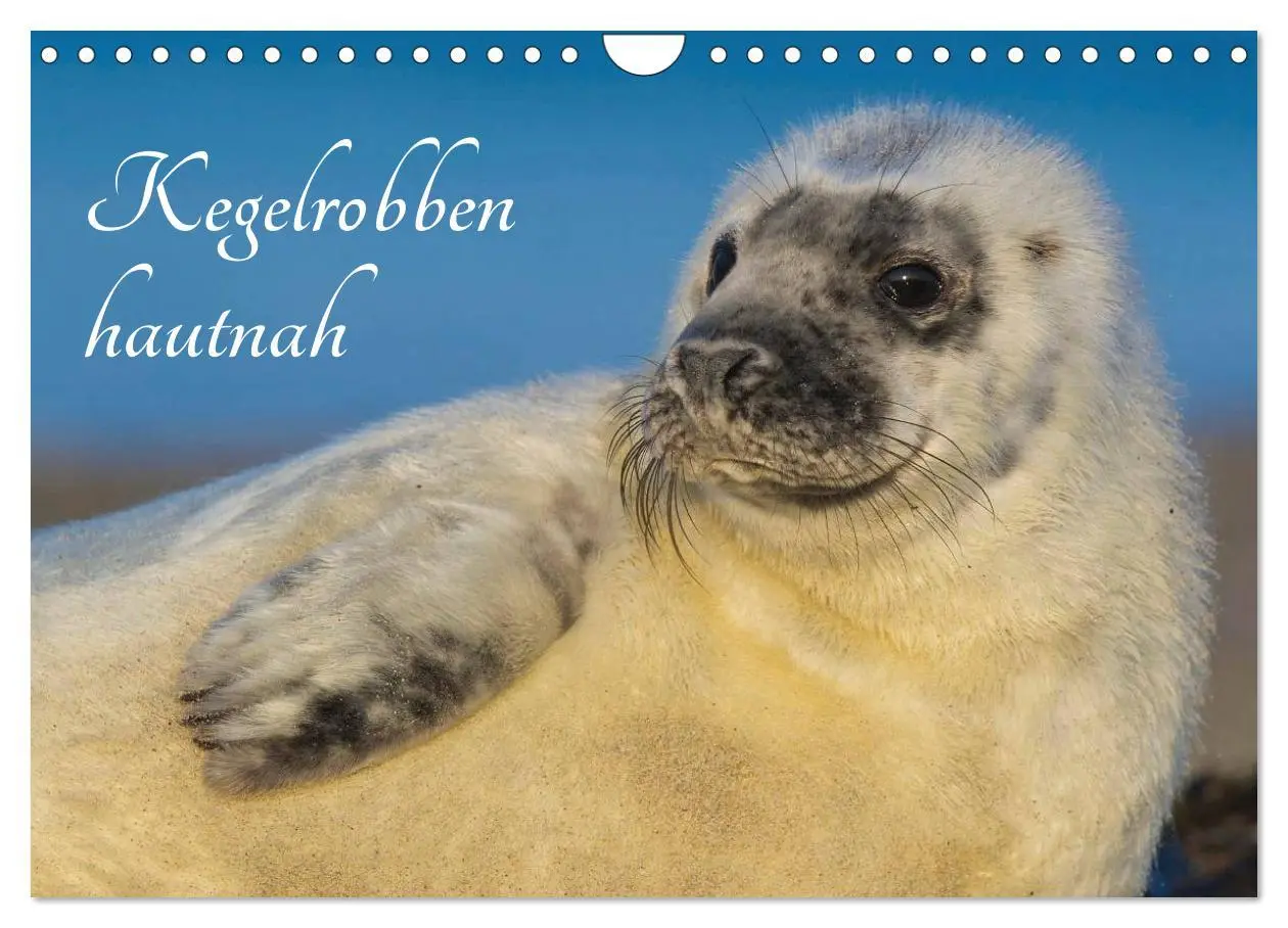 Cover: 9783435576258 | Kegelrobben hautnah (Wandkalender 2025 DIN A4 quer), CALVENDO...