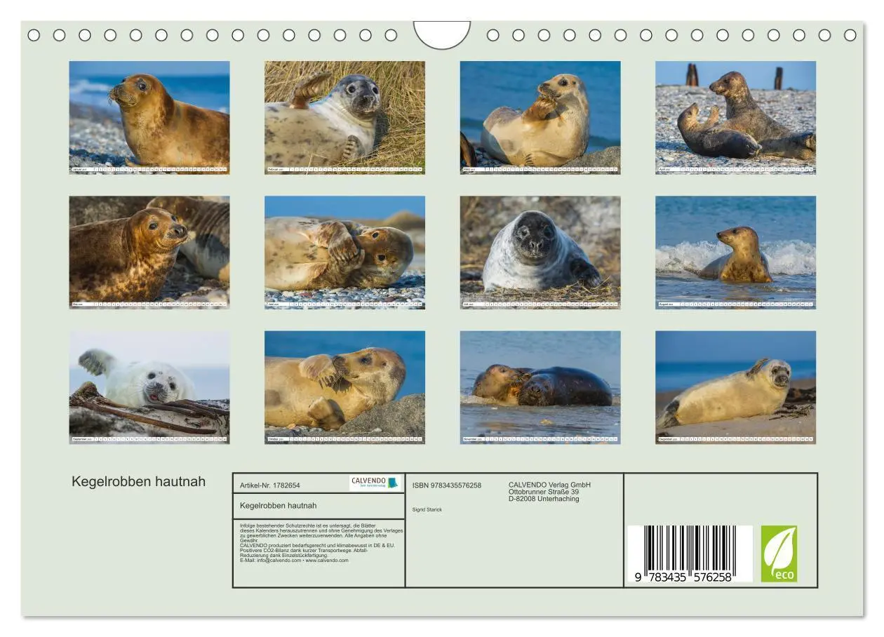Bild: 9783435576258 | Kegelrobben hautnah (Wandkalender 2025 DIN A4 quer), CALVENDO...