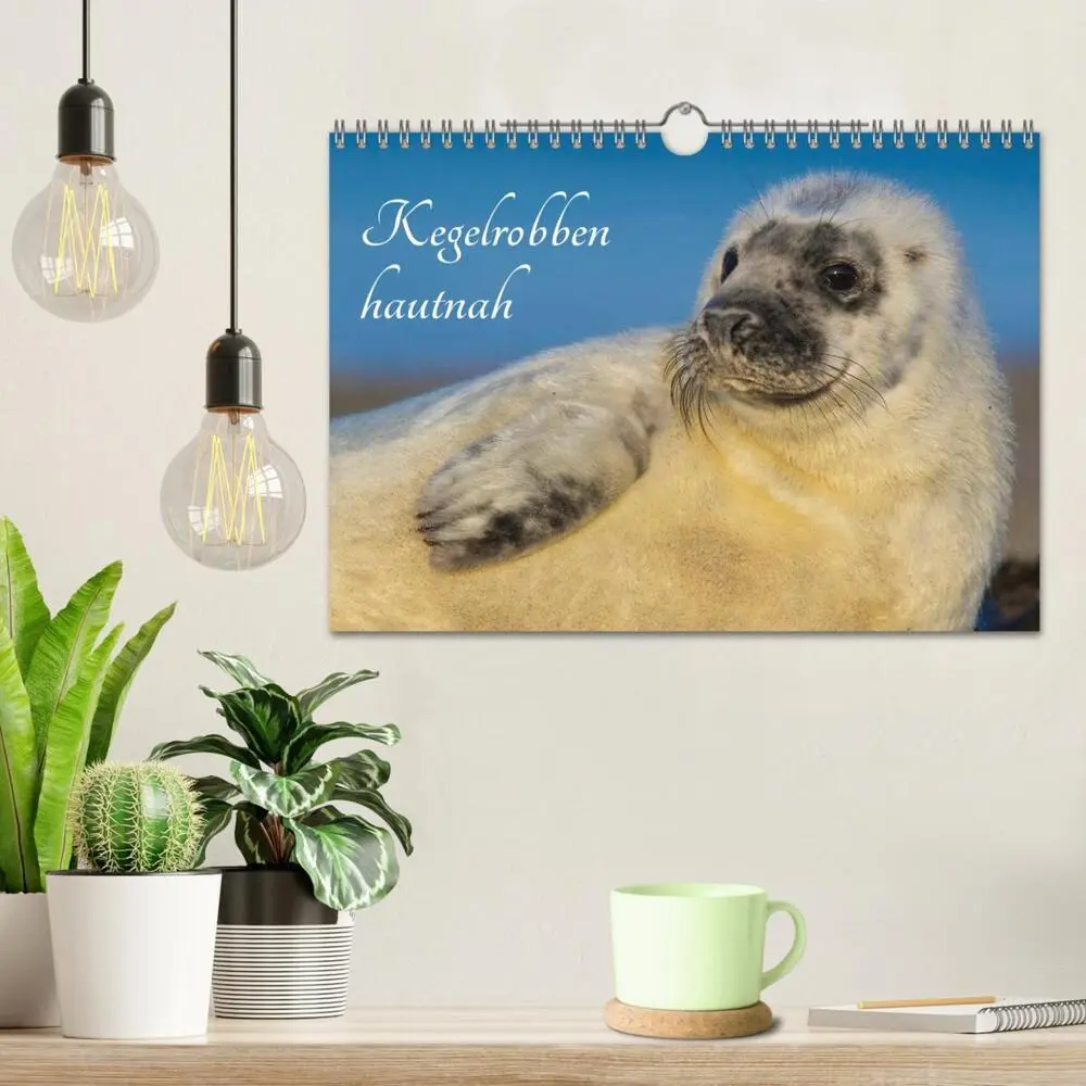 Bild: 9783435576258 | Kegelrobben hautnah (Wandkalender 2025 DIN A4 quer), CALVENDO...